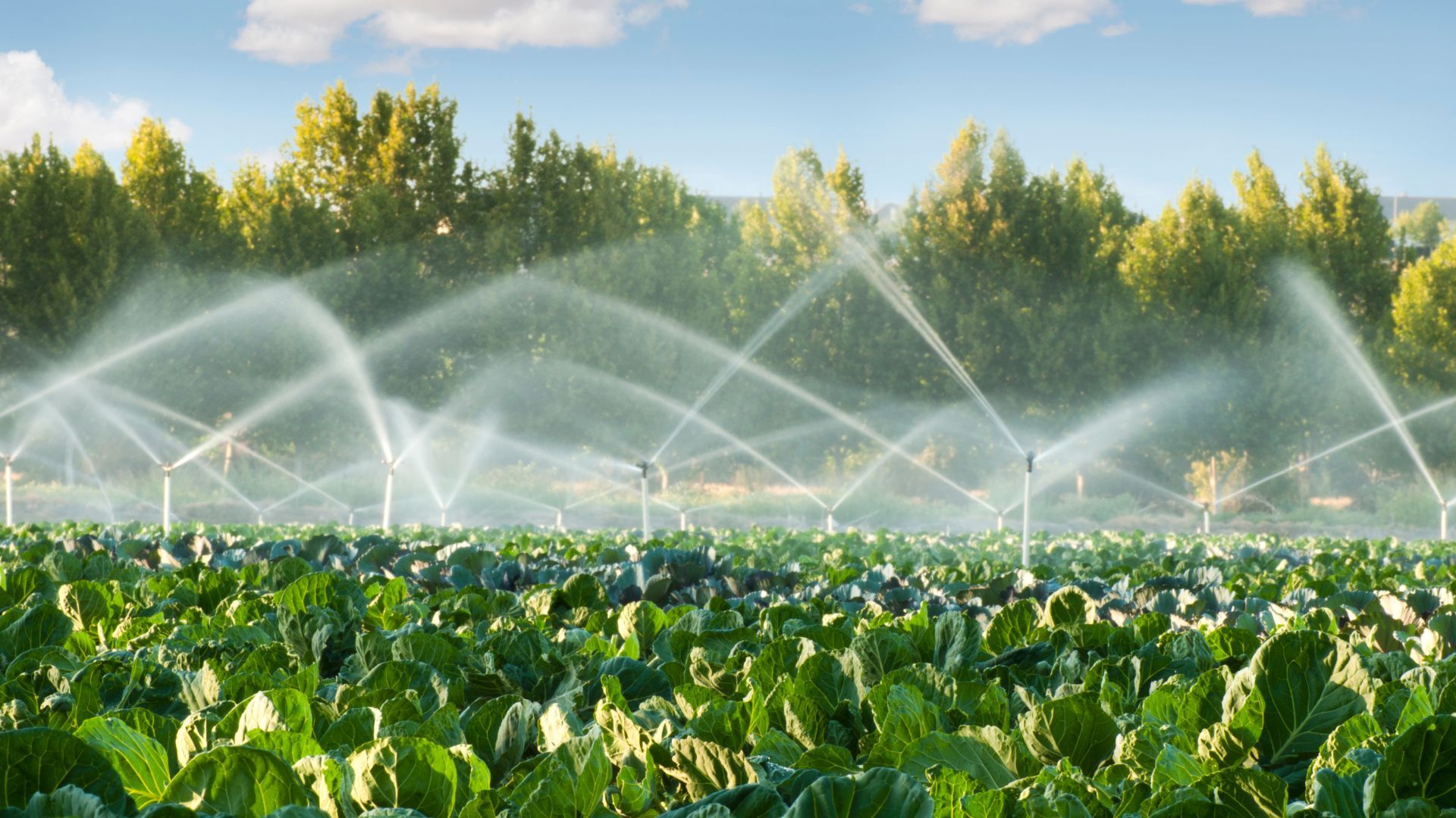 Karnataka’s Smart Farming Revolution: How Technology, Sustainability and Government Support Are Transforming Agriculture