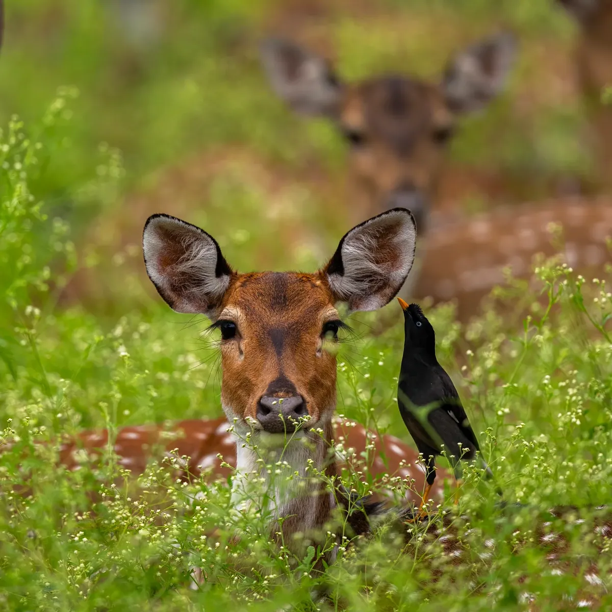Into the Wild: Bandipur & the Living Heart of the Nilgiris